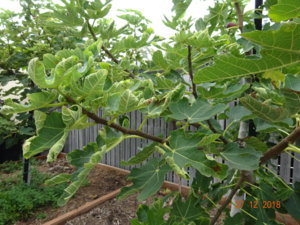 Fig curl 3.JPG