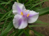 spiderwort1.JPG