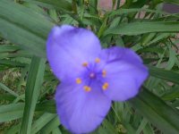 spiderwort2.JPG