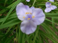 spiderwort3.JPG spiderwort3.JPG