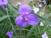 spiderwort 4.JPG spiderwort 4.JPG