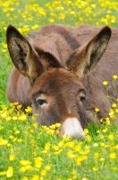 dandelion donkey.jpg