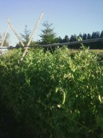 pea trellis, July.JPG