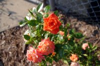 IMGP7145_web.jpg