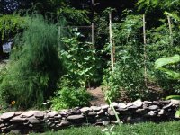 veg garden.jpg