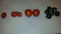 tomatoes.jpg