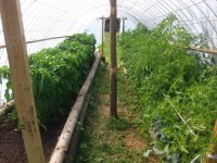 Hoop house 001.JPG