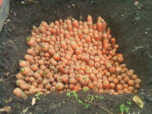 carrots in storage.jpg