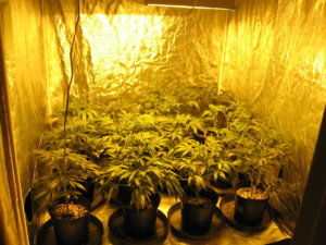 indoor-grow-room.jpg