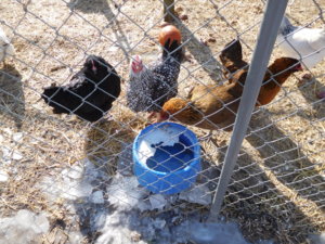 Partly frozen water bowl, 01-31-19.JPG