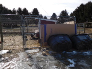 Chicken shanty town, 01-31-19.JPG