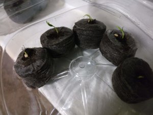 IMG_20190205_211838.jpg IMG_20190205_211838.jpg