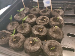 IMG_20190209_162456.jpg IMG_20190209_162456.jpg