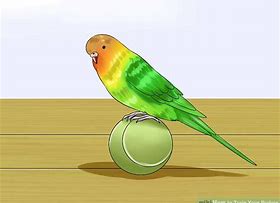 ballanced budgie.jpg