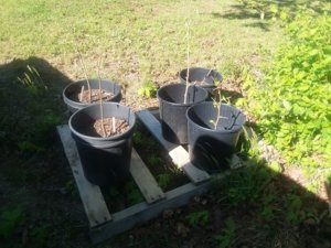 trees added 4.27.19.jpg trees added 4.27.19.jpg