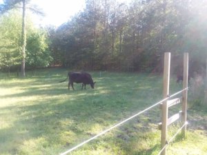 eva and patty cow 4.27.19.jpg eva and patty cow 4.27.19.jpg