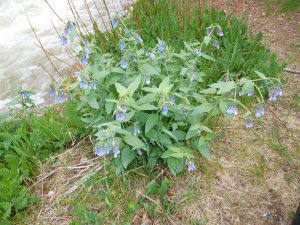 Colorado columbine, at the Cricket, June 18th.jpg