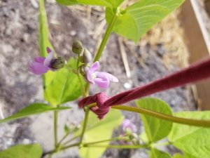 Rising Fawn Bloom.jpg