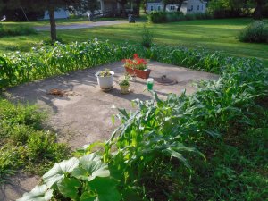 Corn around the cistern, 07-04-19.jpg