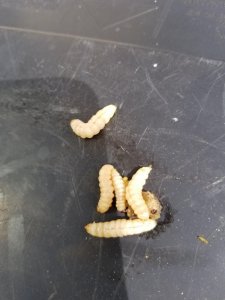 Squash Vine Borers.jpg