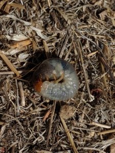 worm.jpg
