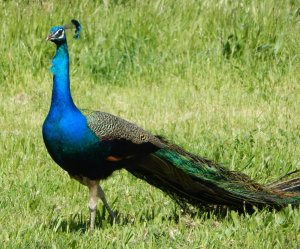 peacock_calendar_1.jpg