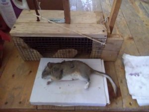 caught what's it ```.jpg