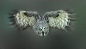 owl.jpg owl.jpg