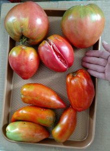 paste tomatoes.jpg
