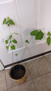 mulberry seedlings.jpg