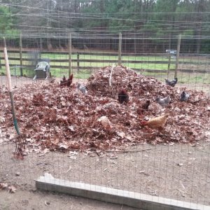 3.22 backyard raked.jpg 3.22 backyard raked.jpg