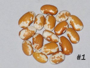 #1A-southwest gold.JPG #1A-southwest gold.JPG