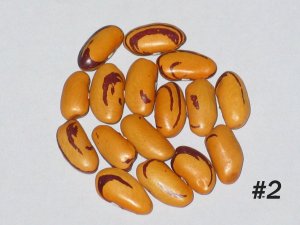 #2A-tigers-eye.JPG #2A-tigers-eye.JPG