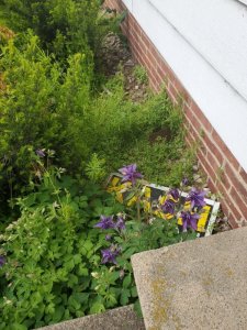 Columbine, front steps, 05-07-2020, #1.jpg