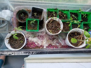 Tomato seedlings, 05-28-2020.pdf.jpg