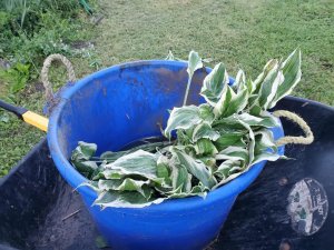 Hosta soaking, 05-30-2020.jpg