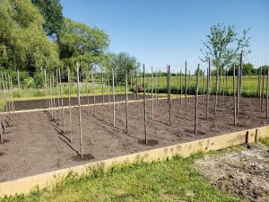 Pleasant Valley Pole Bean Patch #1 2020.jpg