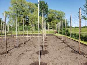 Pleasant Valley Pole Bean Patch #4 2020.jpg