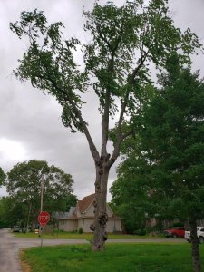 Sidney Gnarly tree, June, 2020, #1.jpg