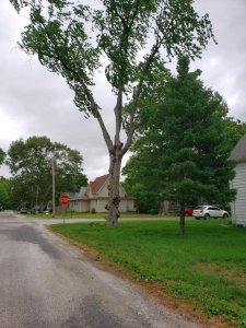 Sidney Gnarly tree, June, 2020, #2.jpg