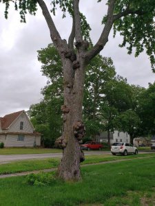 Sidney Gnarly tree, June, 2020, #3.jpg