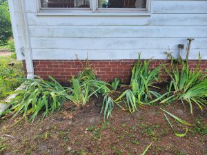 Iris temporarily transplanted #1, 07-08-2020.jpg