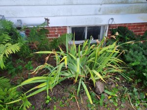 Iris temporarily transplanted #2, 07-08-2020.jpg