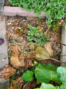 Mini rose, sedum, wax begonias, 07-08-2020.jpg