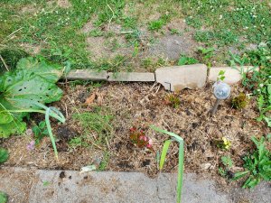 Sedum, wax begonias, blue phlox, 2 iris, 07-08-2020.jpg