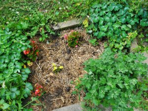 Wax Begonias, sedum, volunteer mum, large mum,  07-08-2020.jpg