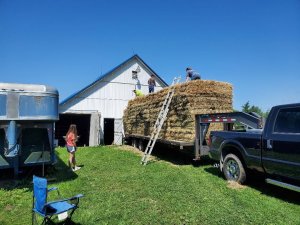 Hay, 08-02-2020, #2.jpg