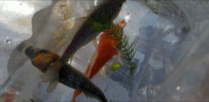 Screenshot_20200812-123056_Video Player.jpg