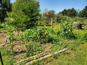 Corn bed, early August, 2020.jpg