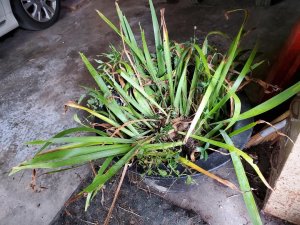 Iris, dug up 09-06-2020.jpg